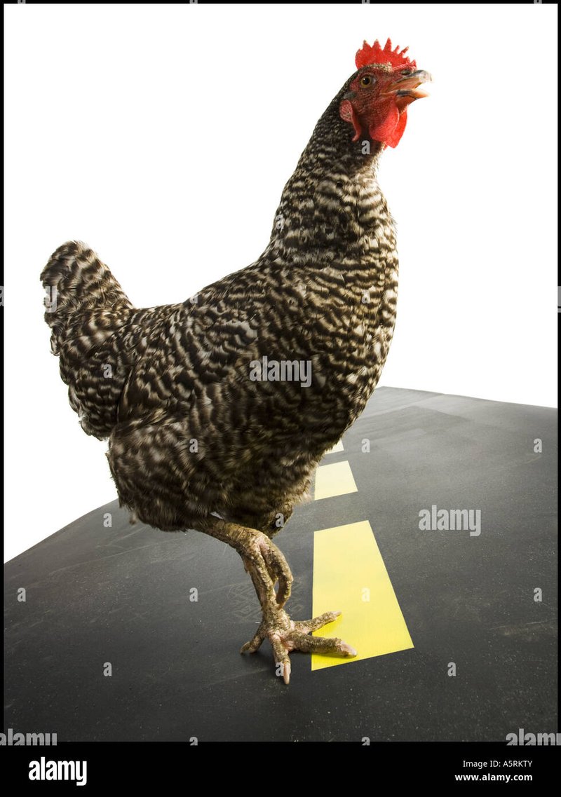 Chicken road nederland in Netherlands